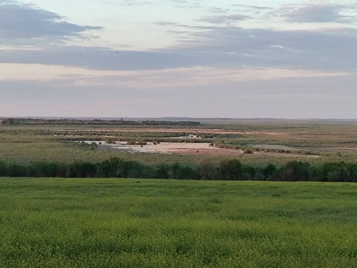 Молодий ліс на дні Каховського водосховища. Травень 2026 року. Іван Мойсієнко / Facebook